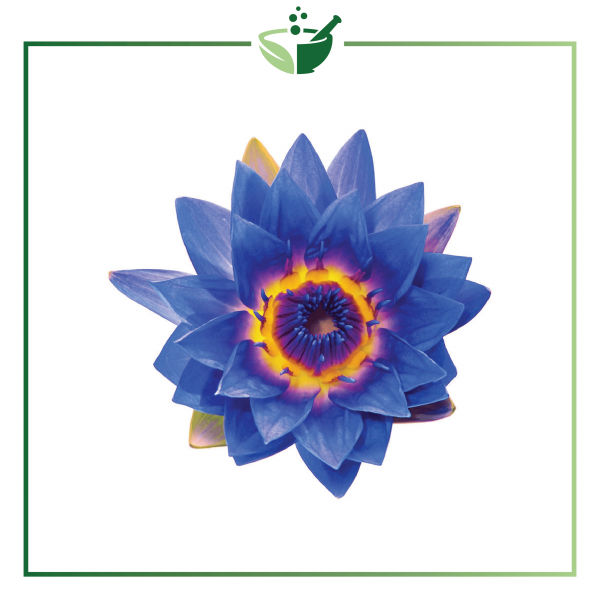 Blue Lotus Absolut Oil-01